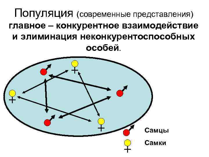 Популяция (современные представления) главное – конкурентное взаимодействие и элиминация неконкурентоспособных особей. Самцы Самки 