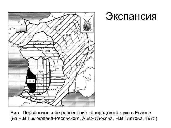 Экспансия Рис. Первоначальное расселение колорадского жука в Европе (из Н. В. Тимофеева-Ресовского, А. В.