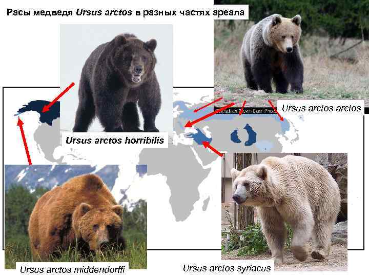 Расы медведя Ursus arctos в разных частях ареала Ursus arctos horribilis Ursus arctos middendorffi