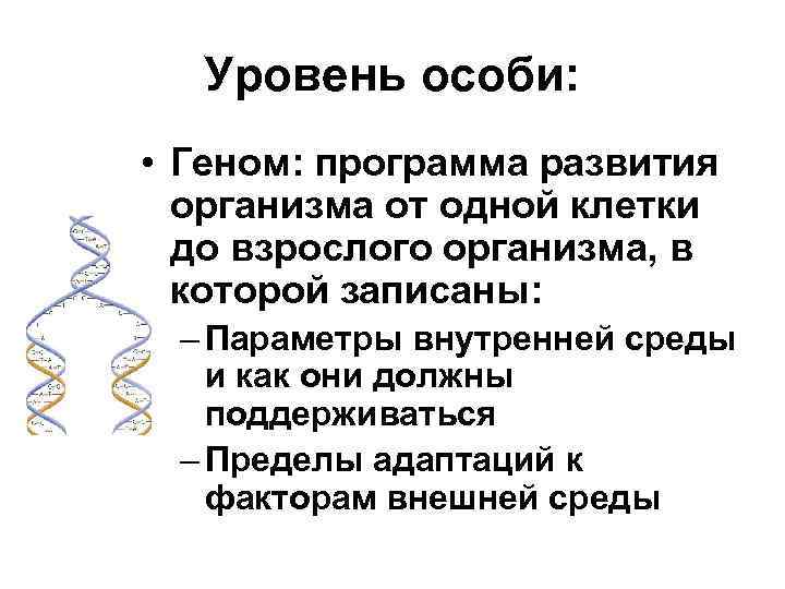 Уровень особи: • Геном: программа развития организма от одной клетки до взрослого организма, в