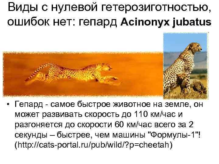 Виды с нулевой гетерозиготностью, ошибок нет: гепард Acinonyx jubatus • Гепард - самое быстрое