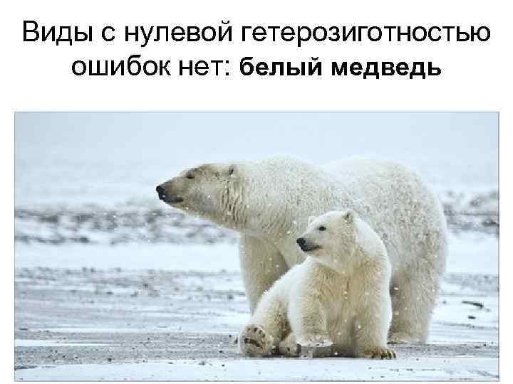 Виды с нулевой гетерозиготностью ошибок нет: белый медведь 