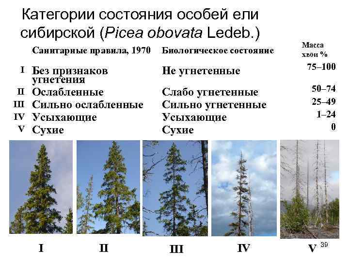 Категории состояния особей ели сибирской (Picea obovata Ledeb. ) Санитарные правила, 1970 I II