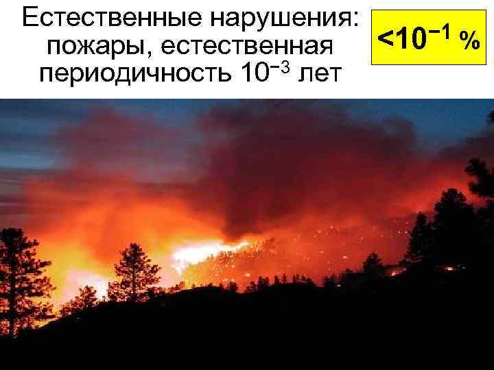 Естественные нарушения: <10− 1 % пожары, естественная периодичность 10− 3 лет 