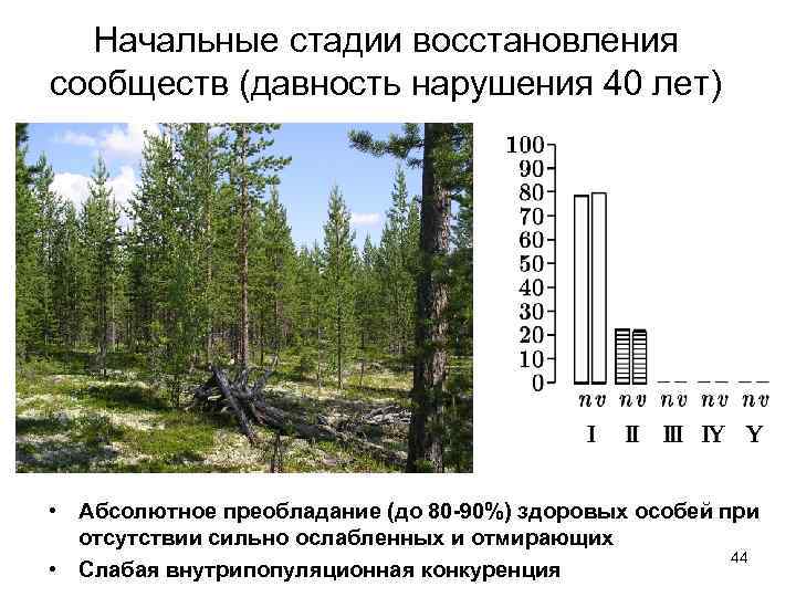 Начальные стадии восстановления сообществ (давность нарушения 40 лет) • Абсолютное преобладание (до 80 -90%)