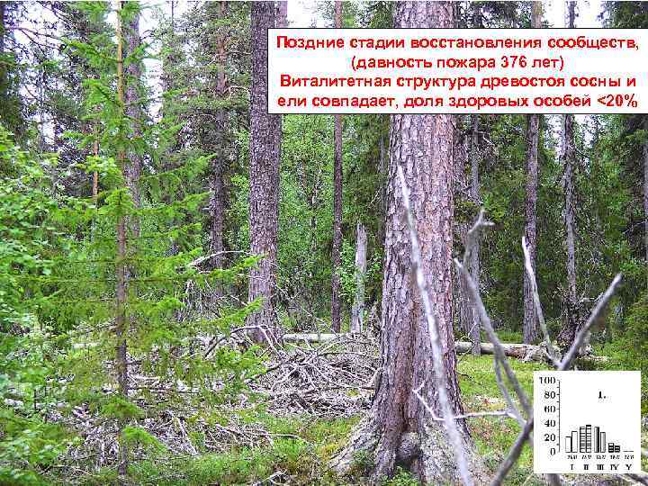Поздние стадии восстановления сообществ, (давность пожара 376 лет) Виталитетная структура древостоя сосны и ели