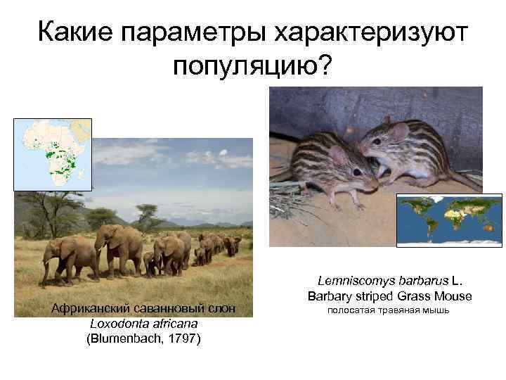 Какие параметры характеризуют популяцию? Африканский саванновый слон Loxodonta africana (Blumenbach, 1797) Lemniscomys barbarus L.