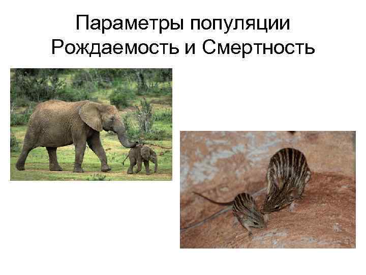 Параметры популяции Рождаемость и Смертность 