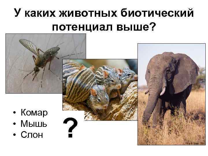 У каких животных биотический потенциал выше? • Комар • Мышь • Слон ? 
