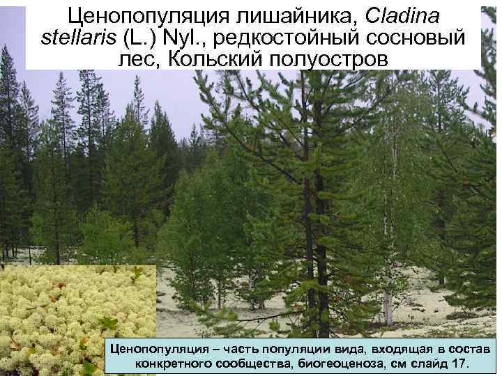 Ценопопуляция лишайника, Cladina stellaris (L. ) Nyl. , редкостойный сосновый лес, Кольский полуостров Ценопопуляция
