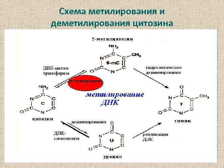 Схема метилирования и деметилирования цитозина Деметилирование ? 