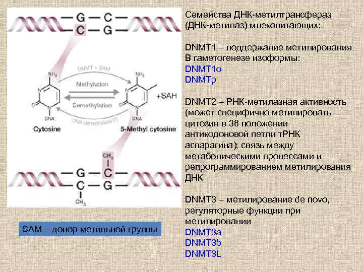 Семейства ДНК-метилтрансфераз (ДНК-метилаз) млекопитающих: DNMT 1 – поддержание метилирования В гаметогенезе изоформы: DNMT 1