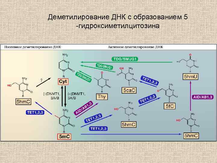 Деметилирование ДНК с образованием 5 -гидроксиметилцитозина 