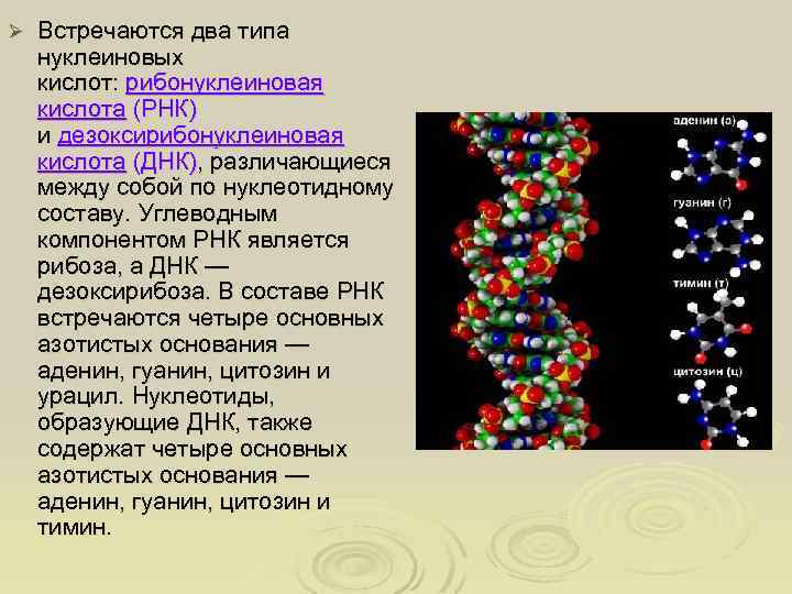 Соответствие между днк и рнк. Рибонуклеиновая кислота ДНК. Биологические полимеры нуклеиновые кислоты ДНК И РНК 10 класс. Кислота ДНК И РНК. Рибонуклеиновые и дезоксирибонуклеиновые кислоты.