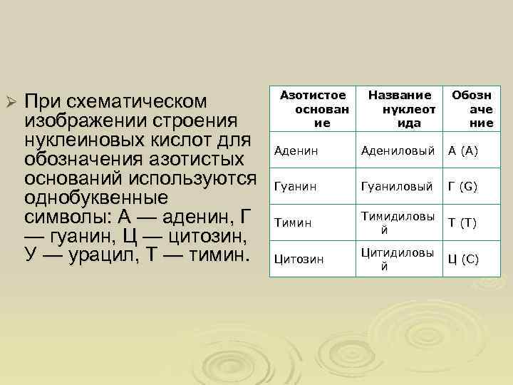 Ø При схематическом изображении строения нуклеиновых кислот для обозначения азотистых оснований используются однобуквенные символы: