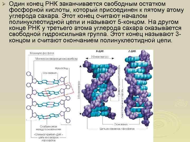 Ø Один конец РНК заканчивается свободным остатком фосфорной кислоты, который присоединен к пятому атому