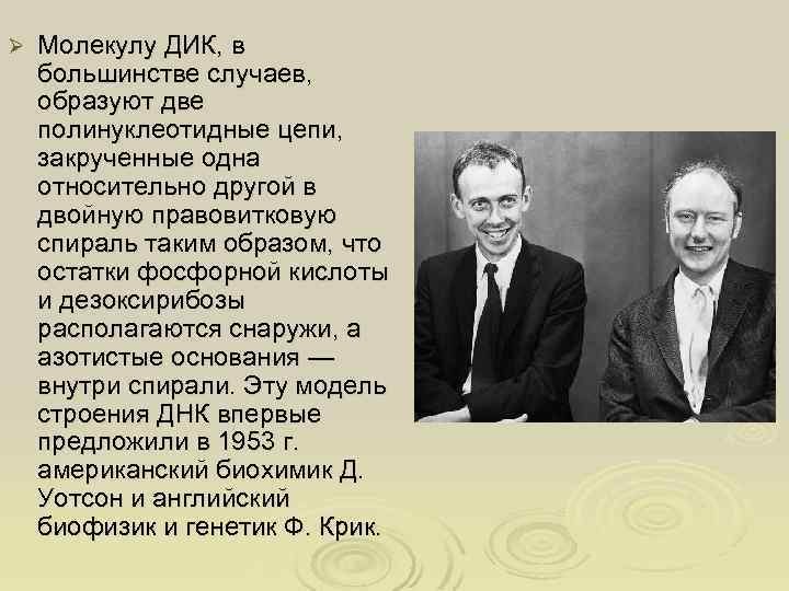 Ø Молекулу ДИК, в большинстве случаев, образуют две полинуклеотидные цепи, закрученные одна относительно другой