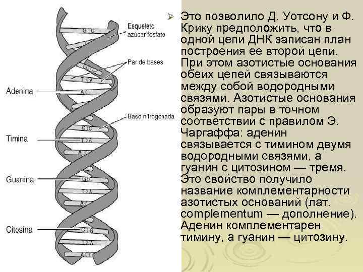 Структуры молекулы днк установили. Модель ДНК Дж. Уотсона и ф. крика.. Структура ДНК по Дж.Уотсону и ф.крику.. Строение ДНК модель ДНК Уотсона-крика. Структура ДНК модель Дж Уотсона и ф крика.