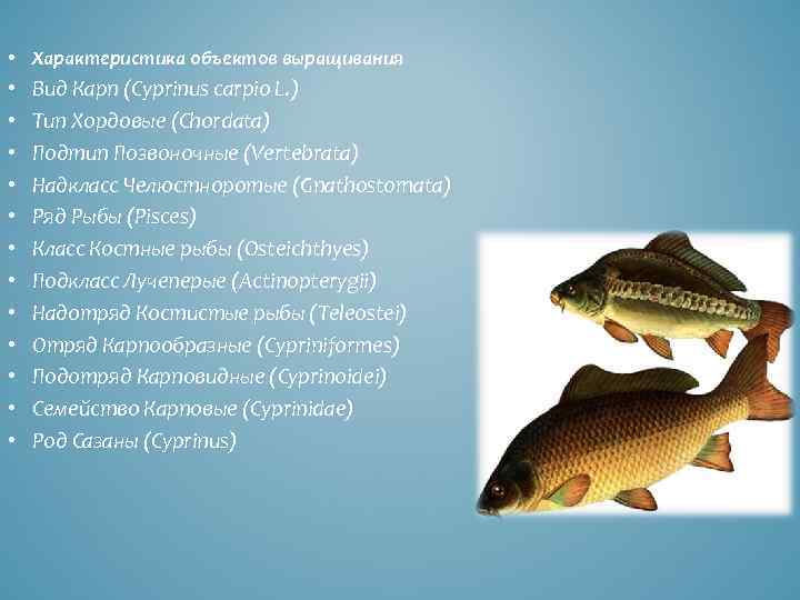  • Характеристика объектов выращивания • • • Вид Карп (Cyprinus carpio L. )