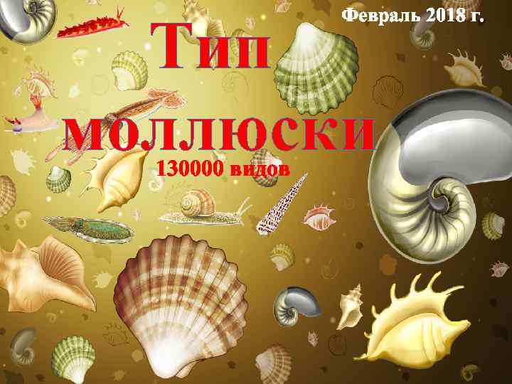 Февраль 2018 г. Тип моллюски 130000 видов 