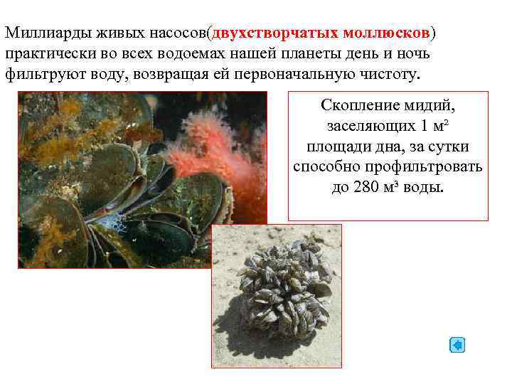 Миллиарды живых насосов(двухстворчатых моллюсков) практически во всех водоемах нашей планеты день и ночь фильтруют