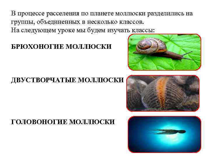 В процессе расселения по планете моллюски разделились на группы, объединенных в несколько классов. На