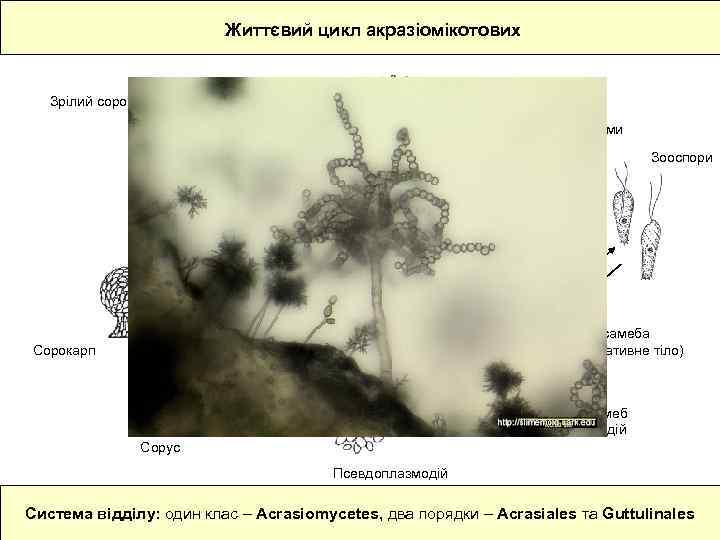Життєвий цикл акразіомікотових Зрілий сорокарп з екзогенними спорами Екзогенні спори (вкриті целюлозними оболонками) Зооспори