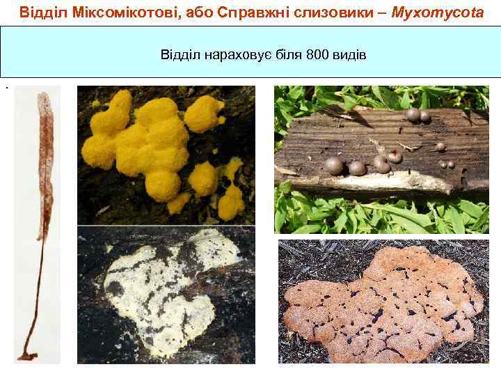 Відділ Міксомікотові, або Справжні слизовики – Myxomycota Відділ нараховує біля 800 видів. 