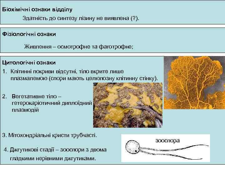 Біохімічні ознаки відділу Здатність до синтезу лізину не виявлена (? ). Фізіологічні ознаки Живлення