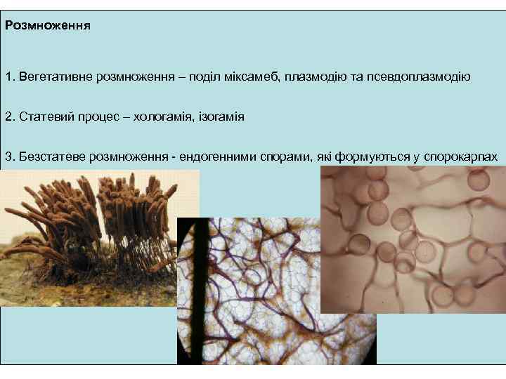 Розмноження 1. Вегетативне розмноження – поділ міксамеб, плазмодію та псевдоплазмодію 2. Статевий процес –