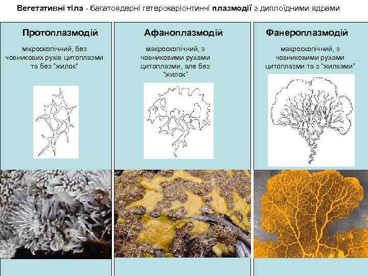 Вегетативні тіла - багатоядерні гетерокаріонтинчі плазмодії з диплоїдними ядрами Протоплазмодій мікроскопічний, без човникових рухів