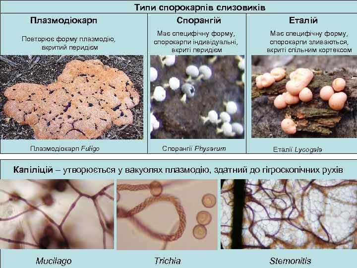Плазмодіокарп Повторює форму плазмодію, вкритий перидієм Плазмодіокарп Fuligo Типи спорокарпів слизовиків Спорангій Має специфічну