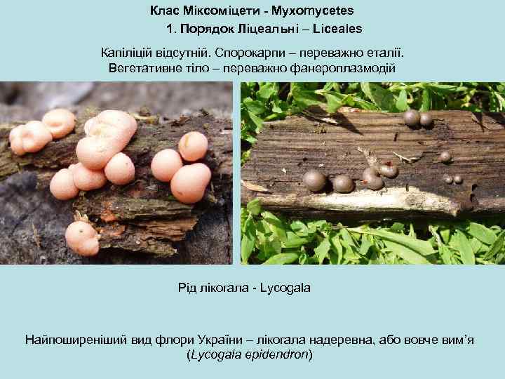 Клас Міксоміцети - Myxomycetes 1. Порядок Ліцеальні – Liceales Капіліцій відсутній. Спорокарпи – переважно