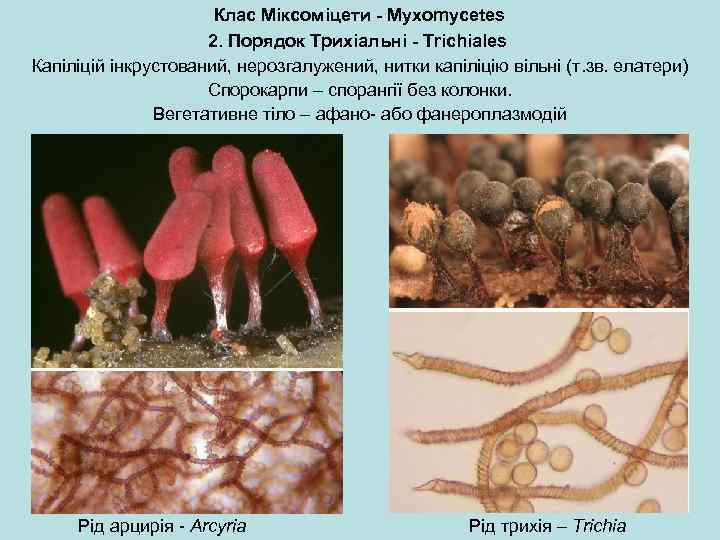 Клас Міксоміцети - Myxomycetes 2. Порядок Трихіальні - Trichiales Капіліцій інкрустований, нерозгалужений, нитки капіліцію