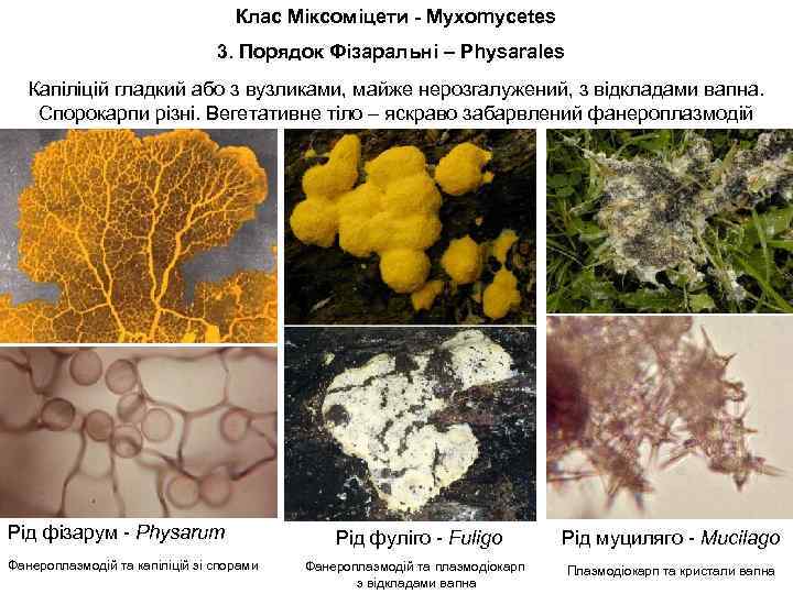 Клас Міксоміцети - Myxomycetes 3. Порядок Фізаральні – Physarales Капіліцій гладкий або з вузликами,