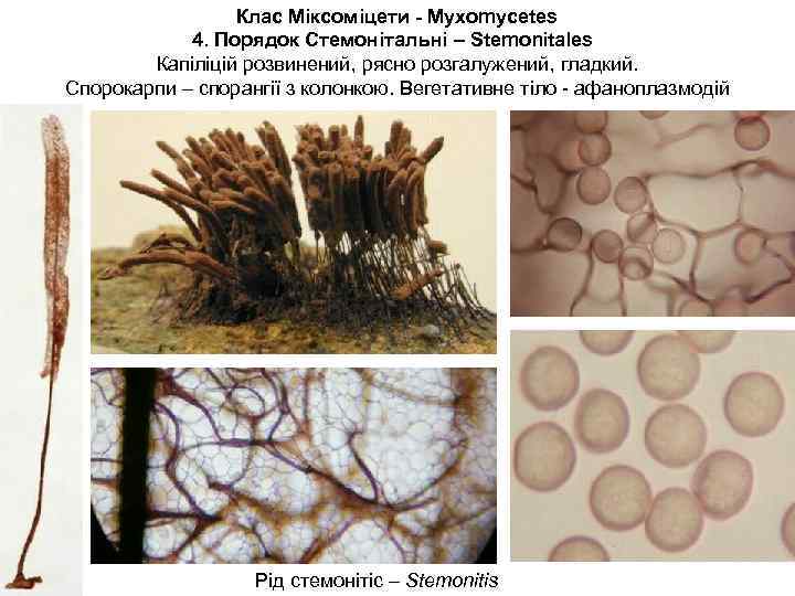 Клас Міксоміцети - Myxomycetes 4. Порядок Стемонітальні – Stemonitales Капіліцій розвинений, рясно розгалужений, гладкий.