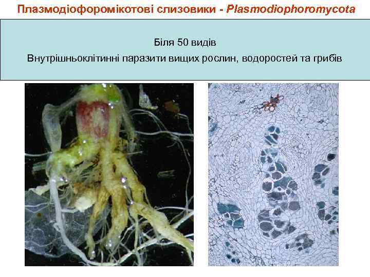 Плазмодіофоромікотові слизовики - Plasmodiophoromycota Біля 50 видів Внутрішньоклітинні паразити вищих рослин, водоростей та грибів