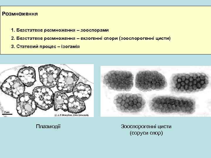 Розмноження 1. Безстатеве розмноження – зооспорами 2. Безстатеве розмноження – екзогенні спори (зооспорогенні цисти)