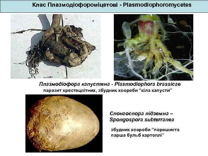 Клас Плазмодіофороміцетові - Plasmodiophoromycetes Плазмодіофора капустяна - Plasmodiophora brassicae паразит хрестоцвітних, збудник хвороби “кіла