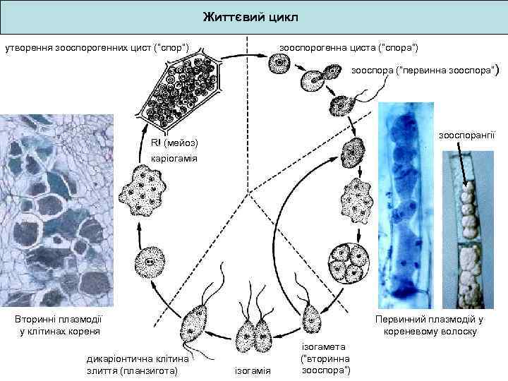 Життєвий цикл утворення зооспорогенних цист (“спор”) зооспорогенна циста (“спора”) зооспора (“первинна зооспора”) зооспорангії R!