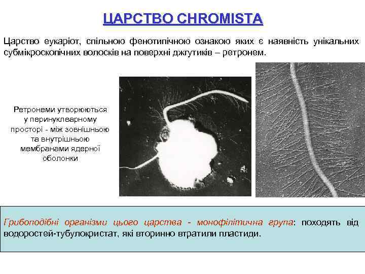 ЦАРСТВО CHROMISTA Царство еукаріот, спільною фенотипічною ознакою яких є наявність унікальних субмікроскопічних волосків на