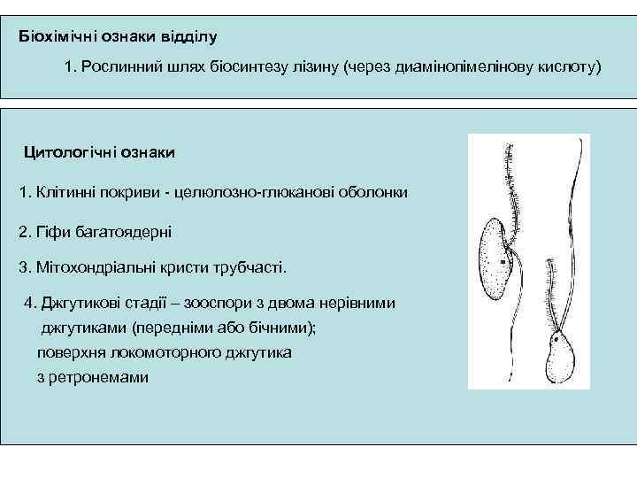 Біохімічні ознаки відділу 1. Рослинний шлях біосинтезу лізину (через диамінопімелінову кислоту) Цитологічні ознаки 1.