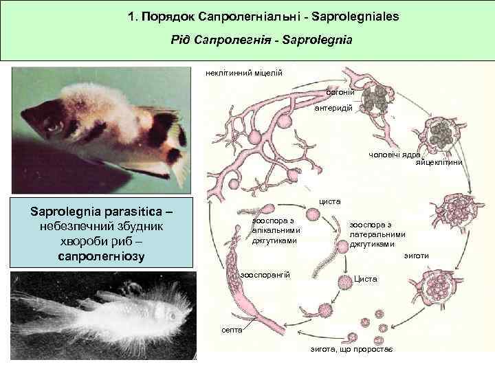 1. Порядок Сапролегніальні - Saprolegniales Рід Сапролегнія - Saprolegnia неклітинний міцелій оогоній антеридій чоловічі