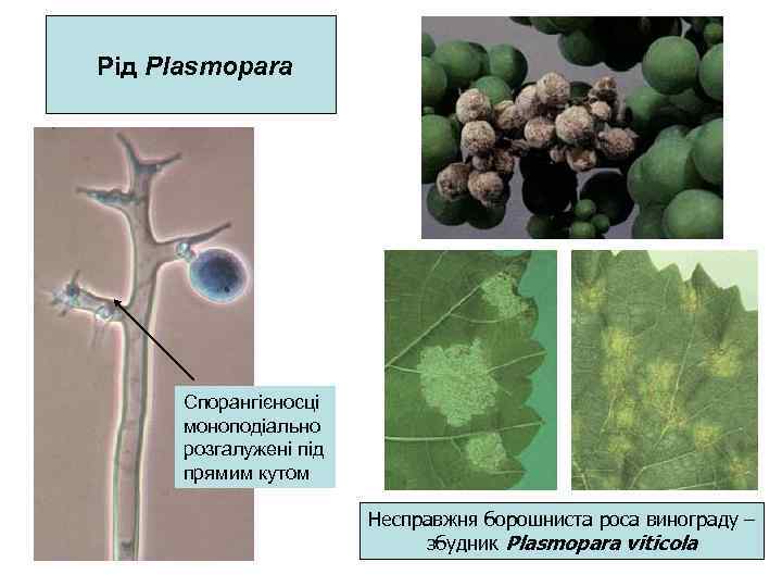 Рід Plasmopara Спорангієносці моноподіально розгалужені під прямим кутом Несправжня борошниста роса винограду – збудник