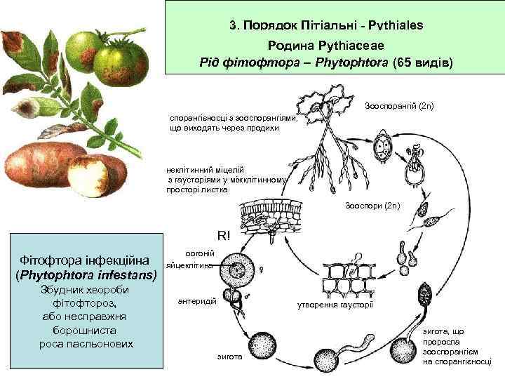 Фитофтора представляет собой гриб осуществляющий процесс фотосинтеза. Фитофтора инфестанс жизненный цикл. Phytophthora infestans жизненный цикл. Жизненный цикл фитофторы картофеля схема. Цикл развития фитофторы на картофеле.