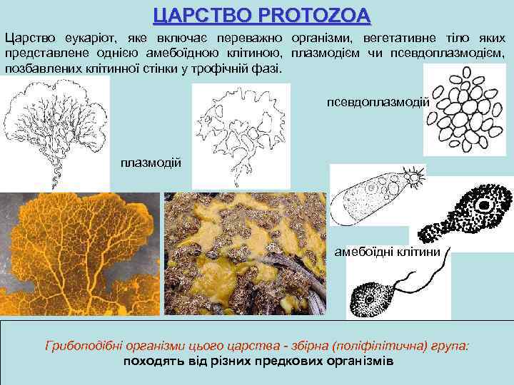 ЦАРСТВО PROTOZOA Царство еукаріот, яке включає переважно організми, вегетативне тіло яких представлене однією амебоїдною