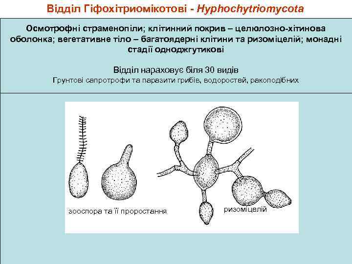 Відділ Гіфохітриомікотові - Hyphochytriomycota Осмотрофні страменопіли; клітинний покрив – целюлозно-хітинова оболонка; вегетативне тіло –