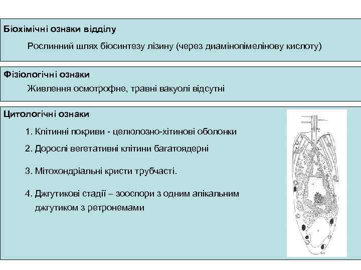 Біохімічні ознаки відділу Рослинний шлях біосинтезу лізину (через диамінопімелінову кислоту) Фізіологічні ознаки Живлення осмотрофне,