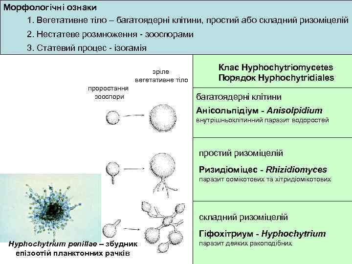 Морфологічні ознаки 1. Вегетативне тіло – багатоядерні клітини, простий або складний ризоміцелій 2. Нестатеве