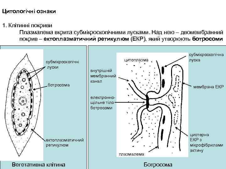 Цитологічні ознаки 1. Клітинні покриви Плазмалема вкрита субмікроскопічними лусками. Над нею – двомембранний покрив